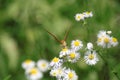 Buterfly on flowers. Longing for summer.