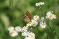 Buterfly on flowers. Longing for summer.