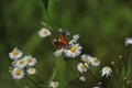 Buterfly on flowers. Longing for summer.