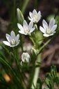  White small flowers in the meadow. Longing for summer.