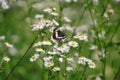 Buterfly on flowers. Longing for summer.