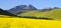 Menyuan`s canola bloom Royalty Free Stock Photo