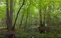 Summer midday in wet stand of Bialowieza Forest Royalty Free Stock Photo