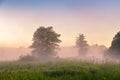 Summer misty dawn on the bog. Foggy swamp in the morning. Royalty Free Stock Photo