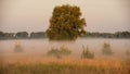 Summer misty morning in a meadow Royalty Free Stock Photo