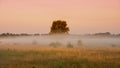 Summer misty morning in a meadow Royalty Free Stock Photo