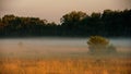 Summer misty morning in a meadow Royalty Free Stock Photo