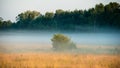 Summer misty morning in a meadow Royalty Free Stock Photo