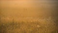 Summer misty morning in a meadow Royalty Free Stock Photo