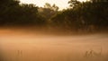 Summer misty morning in a meadow Royalty Free Stock Photo