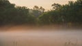 Summer misty morning in a meadow Royalty Free Stock Photo