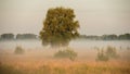 Summer misty morning in a meadow Royalty Free Stock Photo