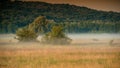 Summer misty morning in a meadow Royalty Free Stock Photo