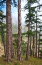 Summer misty pine forest on hill