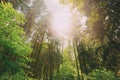 Summer mixed forest trees woods to canopy. Bottom view wide angle Royalty Free Stock Photo