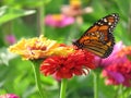 Summer Monarch Butterfly in the Garden