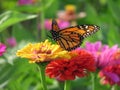 Summer Monarch Butterfly in the Garden