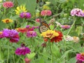 Summer Monarch Butterfly in the Zinnia Garden Royalty Free Stock Photo