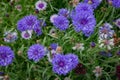 Summer mood: bright blue flowers on a background of green foliage.