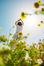 Summer mood. a young and cheerful girl posing against a background of blue sky and flowers. Happy girl among flowers and spring Royalty Free Stock Photo