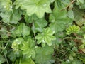 Summer morning in the Arctic circle, the dew drops energize the lush green North of the plant