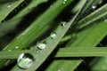 Dew on the grass Royalty Free Stock Photo