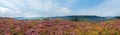 Summer morning country foothills panorama with heather flowers and wooden cross, Carpathian Mountains, Lviv Oblast, Ukraine Royalty Free Stock Photo