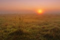 Summer morning dawn in the field Royalty Free Stock Photo