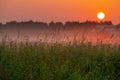Summer morning, dawn over a field with grass, sky without clouds Royalty Free Stock Photo
