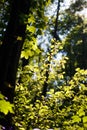 Summer morning in the european forrest