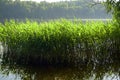 Summer morning on the forest lake. Thickets of coastal reed s in the rays of the bright sun. Royalty Free Stock Photo