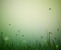 Summer morning, morning fresh summer background with dandelions, dragonfly and butterfly, Royalty Free Stock Photo