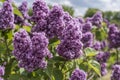 Amazing background of summer garden with closeup of violet lilacs in sunlight Royalty Free Stock Photo