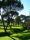 Summer morning soft shadows on meadow Royalty Free Stock Photo