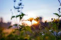 Summer Morning Sunrise Sun shining on yellow wild Flowers growing in Nature with a colourful Sky