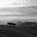 Idyllic morning scene on top of Mount Rigi, Switzerland. Silhouettes of friendly cows. Royalty Free Stock Photo