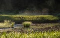 Summer morning view of foggy wetland. Beautiful sunrise above the pond at early morning with cloudy fog over water Royalty Free Stock Photo