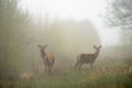 Summer morning wildlife landscape