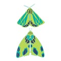 Summer moth vector set