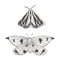 Summer moth vector set