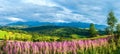 Summer mountain country panorama (Gliczarow Gorny, Poland) Royalty Free Stock Photo