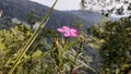 The summer mountain flower