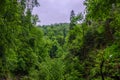 Summer mountain forest with foliar trees in Gaucasus, Mezmay