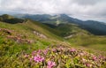 Summer mountain landscape with beautiful rhododendron myrtifolium Royalty Free Stock Photo