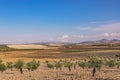 Summer mountain landscape with a grove of young olive trees in the foreground and a wind farm in the distance. Spain, Andalusia Royalty Free Stock Photo