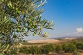 A summer mountain landscape with a grove of young olive trees. Royalty Free Stock Photo