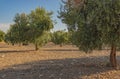 In summer, a mountain landscape with a grove of young olive trees. Spain, Andalusia Royalty Free Stock Photo