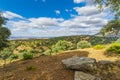 In summer, a mountain landscape with a grove of young olive trees. Royalty Free Stock Photo