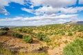 In summer, a mountain landscape with a grove of young olive trees Royalty Free Stock Photo