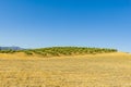 Summer mountain landscape with a grove of young olive trees Royalty Free Stock Photo